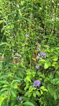 Close up view of Duranta erecta of Golden Dewdrop plant.	