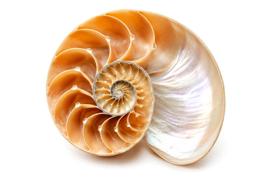 Golden nautilus shell cross section spiral pattern geometric natural sea shell macro