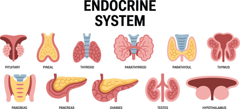 Endocrine System Anatomy Infographic Showing Major Human Endocrine Glands Including Pituitary, Thyroid, Pancreas, Adrenal, Pineal, and Hypothalamus for Medical Education