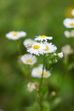 Tiny crab spider resting on white fleabane flowers (Erigeron annuus) with soft green bokeh background. Delicate summer wildflowers and natural insect habitat captured in shallow depth of field.