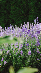 Obraz premium Lavender