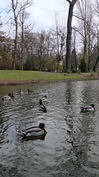 Group of mallard ducks swimming gracefully in a serene park pond surrounded by trees, highlighting wild ducks, peaceful nature, wildlife behavior, and calm water ripples in springtime outdoors.