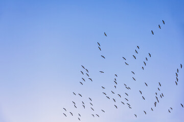 Obraz premium Flock of cranes flying on the blue sky