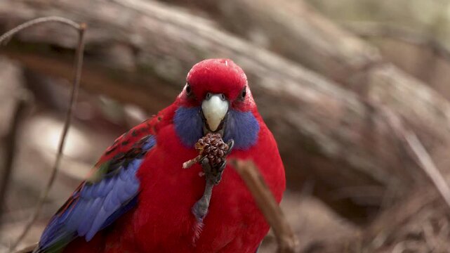 Crimson Rosella Parrot Eating Seed Pod in Blue Mountains