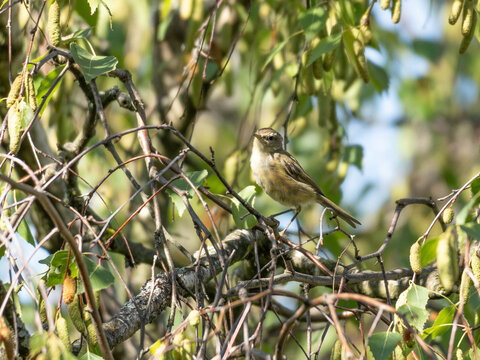 Birds of Germany - Phylloscopus collybita - Common Chiffchaff Hidden in Dense Foliage