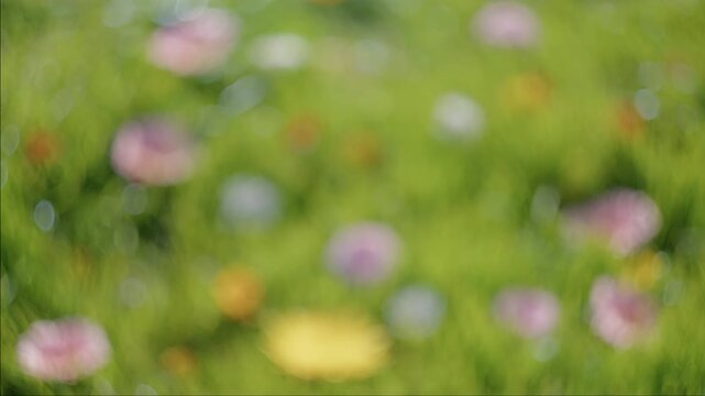 A colorful wildflower meadow slowly sharpens into focus from an initial blur