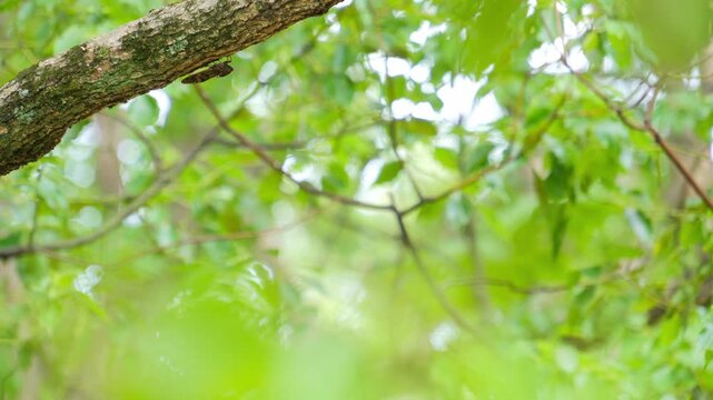 真夏の太陽光と緑豊かな森林で鳴くアブラゼミのクローズアップと自然の風景素材。蝉の鳴き声あり