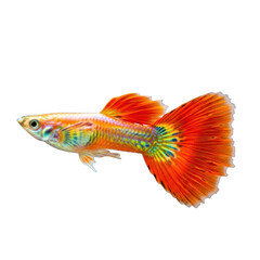 Fototapeta premium Beautiful orange guppy fish swimming