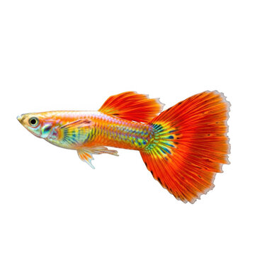 Beautiful orange guppy fish swimming
