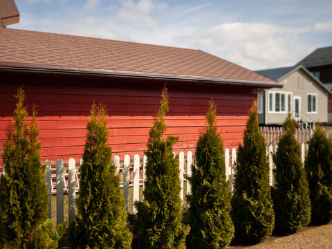 junipers used as a live fence