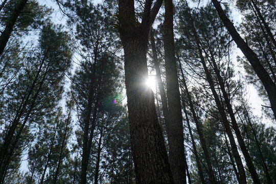 Sun through pine trees