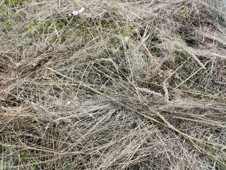 dry grass texture © Фёдор Титарчук