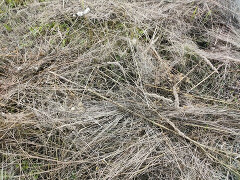 dry grass texture