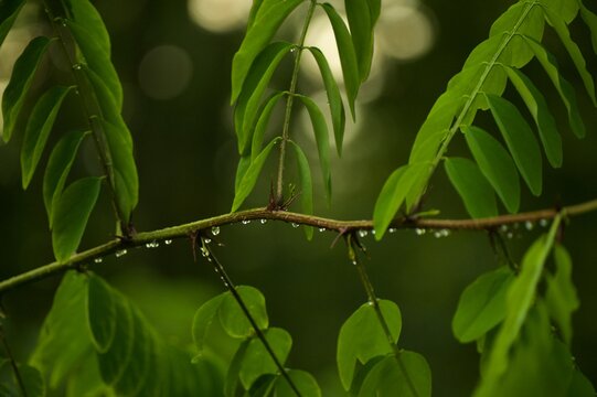 Raindrops on honey locust leaves