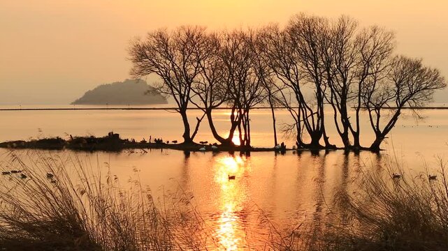 琵琶湖の夕日と白鳥
