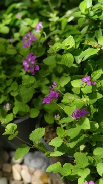 Close-up vertical natural background of purple lantana flowers and green leaves in soft sunlight, suitable for garden, nature, botanical and outdoor design