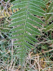 Delicate fern fronds dusted with a fine layer of frost, their edges glistening with ice crystals. © Laura