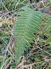 Delicate fern fronds dusted with a fine layer of frost, their edges glistening with ice crystals. © Laura