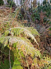 Delicate fern fronds dusted with a fine layer of frost, their edges glistening with ice crystals. © Laura