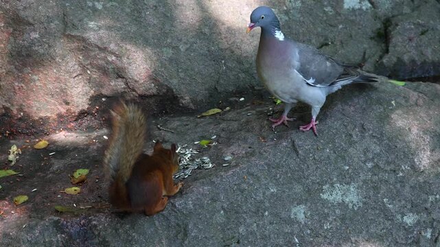 A pigeon chases a squirrel while competing for seeds on the ground. A natural wildlife scene showing interaction and feeding behavior between birds and mammals.