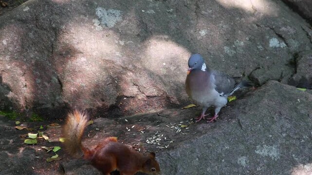 A pigeon chases a squirrel while competing for seeds on the ground. A natural wildlife scene showing interaction and feeding behavior between birds and mammals.