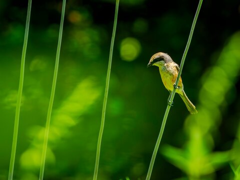 植物に留まって周りを見渡しているモズ