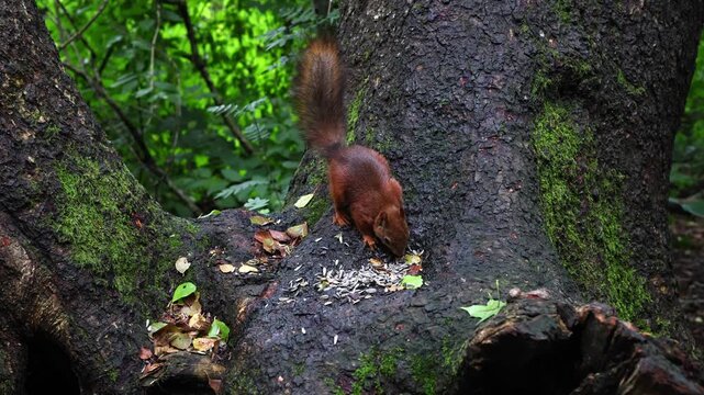 A red squirrel at the base of a large tree is eating seeds; it gathers and consumes them, deftly handling them with its paws, before shifting its posture and glancing around warily in the daylight.