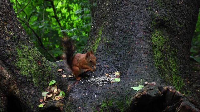 A red squirrel at the base of a large tree is eating seeds; it gathers and consumes them, deftly handling them with its paws, before shifting its posture and glancing around warily in the daylight.