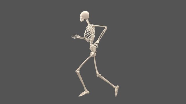 3D Female Skeletal System Slow Run Cycle Side View White Studio