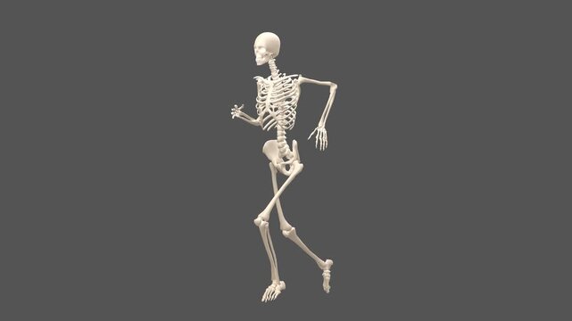 3D Female Skeletal System Slow Run Cycle Perspective View White Studio