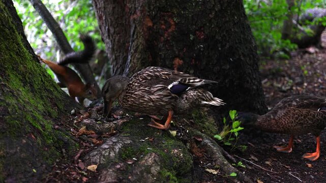 A duck chases a squirrel away while competing for seeds on the ground. A natural wildlife scene showing feeding behavior and interaction between different animal species.