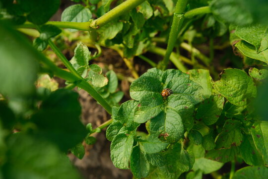 Colorado potato beetle pest damage and leaf blight on potato plant