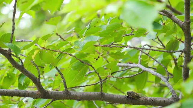 真夏の太陽光と緑豊かな森林で鳴くクマゼミのクローズアップと自然の風景素材。蝉の鳴き声あり