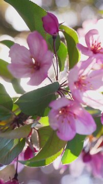 Pink Spring Blossoms in Sunlight. Close-up of pink flowers and green leaves in warm backlight with soft bokeh. Ideal for spring nature backgrounds.