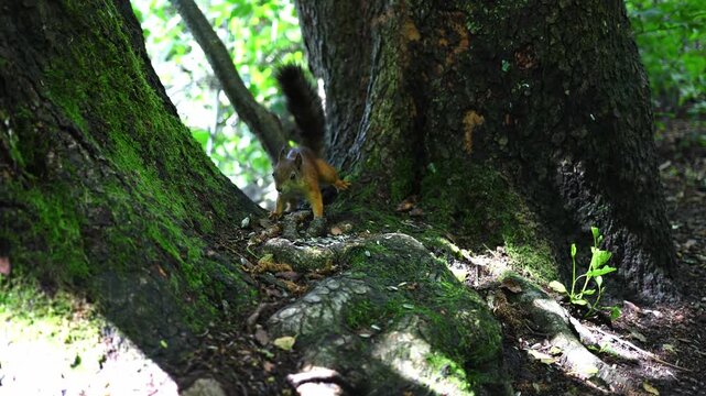 Slow-motion close-up of one squirrel chasing another while competing for sunflower seeds. A beautiful wildlife scene capturing natural behavior, speed, and interaction in a forest setting.