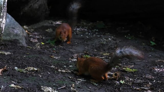 Slow-motion close-up of one squirrel chasing another while competing for sunflower seeds. A beautiful wildlife scene capturing natural behavior, speed, and interaction in a forest setting.