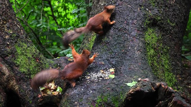Slow-motion close-up of one squirrel chasing another while competing for sunflower seeds. A beautiful wildlife scene capturing natural behavior, speed, and interaction in a forest setting.
