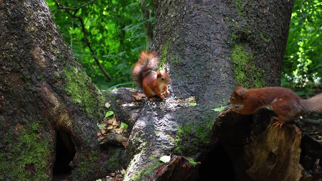 Slow-motion close-up of one squirrel chasing another while competing for sunflower seeds. A beautiful wildlife scene capturing natural behavior, speed, and interaction in a forest setting.