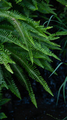 Lush green fern leaves natural foliage background © Svetlana