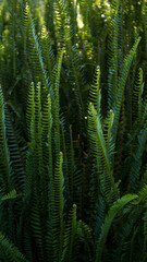 Lush green fern leaves natural foliage background © Svetlana