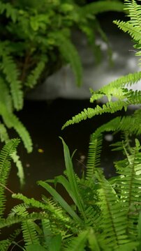 Vertical natural background of green fern leaves beside a small pond with soft bokeh, suitable for tropical garden, botanical and peaceful nature design.