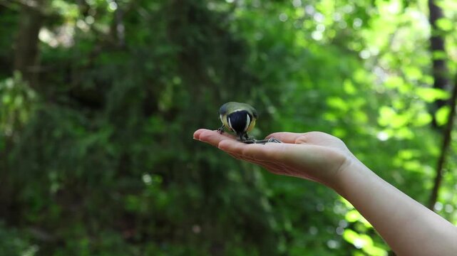 Slow-motion close-up of a tit flying to a person's hand, taking a sunflower seed, and flying away. A peaceful wildlife scene showing trust and natural bird behavior.