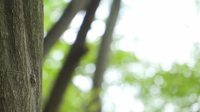 真夏の太陽光と緑豊かな森林で鳴くニイニイゼミのクローズアップと自然の風景素材。蝉の鳴き声あり