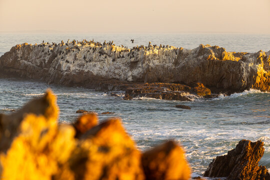 beautiful rugged rocky coastline of Kammabaai Beach, Hermanus, South Africa at sunset and dusk