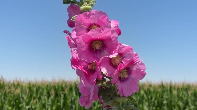 Beautiful Pink Hollyhock Flowers Blooming Against Clear Blue Sky - 4K Stock Footage. Vibrant pink hollyhock flowers (Alcea rosea) blooming against a clear blue sky in a beautiful summer garden. Cinema