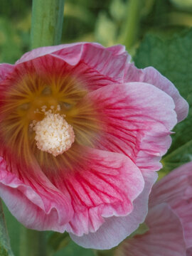 Close-up of pink hollyhock flower blooming in summer garden.