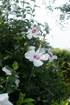 Vibrant Summer Flowers