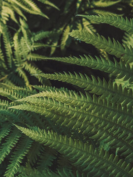 Green fern leaves growing in shady woodland, natural foliage close-up.