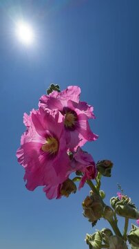 Beautiful Pink Hollyhock Flowers Blooming Against Clear Blue Sky - 4K Stock Footage. Vibrant pink hollyhock flowers (Alcea rosea) blooming against a clear blue sky in a beautiful summer garden. Cinema