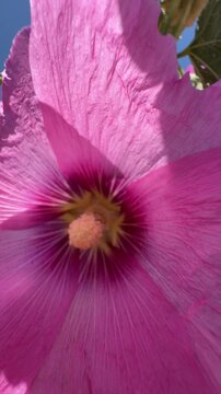 Beautiful Pink Hollyhock Flowers Blooming Against Clear Blue Sky - 4K Stock Footage. Vibrant pink hollyhock flowers (Alcea rosea) blooming against a clear blue sky in a beautiful summer garden. Cinema